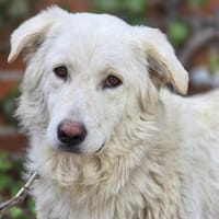 Tibia  eine Maremmano-Hündin sucht ihr passendes Zuhause, Hündin zur Adoption