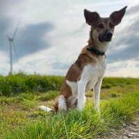 Vega sucht ein liebevolles Zuhause, Hündin zur Adoption
