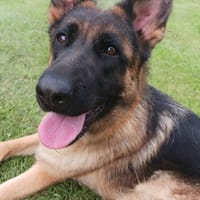 super nette Schäferhündin sucht..., Hündin zur Adoption