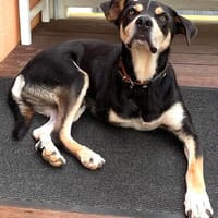 Handicap-Jack, Hund zur Adoption