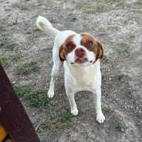 Emilio sucht sein Für-immer-Zuhause ❤, Hund zur Adoption