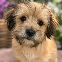 Merle sucht ihr Für-immer-Zuhause ❤, Hündin zur Adoption