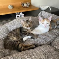 Zuckersüßes Doppelpack sucht gemeinsames Glück, Katze zur Adoption