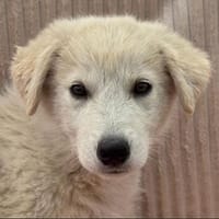 Karo sucht ihre Menschen mit Heim, Hündin zur Adoption