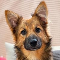 Harzerfuchsmix Benji sucht seine Menschen, Hund zur Adoption