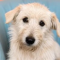 Scooby  ein kleiner Herzensjunge sucht seine Menschen, Hund zur Adoption