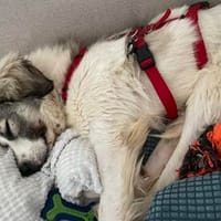 Willow - schüchterner Rüde wünscht sich liebevolles Zuhause, Hund zur Adoption