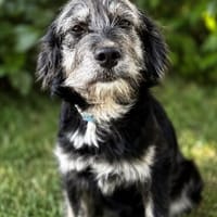 Zumi (Zsaklin) -Süße Zumi sucht einfühlsame Menschen!, Hündin zur Adoption