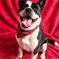 Jacko-Liebevoller Begleiter, Hund zur Adoption