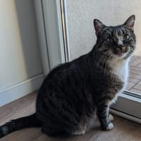 Sid sucht sein liebevolles Für-Immer-Zuhause, Kater zur Adoption