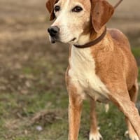 Mama Marta 6-7 Jahre sucht ihr Körbchen, Hündin zur Adoption