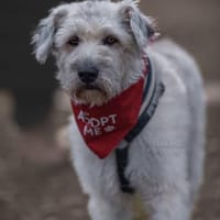Maja, wie eine große Schneeflocke, Hündin zur Adoption