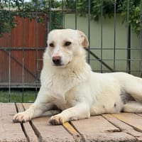 Unsere Zuckerschnute Luna sucht nach einem Kuschelkörbchen, Hündin zur Adoption