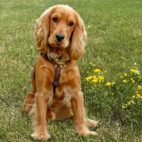 Red Oskar - ist intelligent und lernwillig., Hund zur Adoption