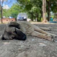 Trixi - Tolle, liebe Junghündin sucht Familie, Hündin zur Adoption