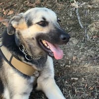 Poline  eine liebe Hündin, Hündin zur Adoption