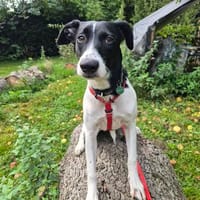 Shiva sucht ein Zuhause, Hündin zur Adoption
