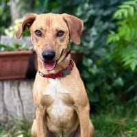 Zafer -Sanfte Hundeseele, Hund zur Adoption