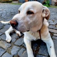 ZUHAUSE GESUCHT FÜR LAYLA, Hündin zur Adoption