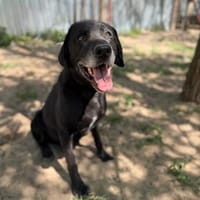 Dragan -Rundum freundlicher Senior, Hund zur Adoption