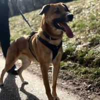 Potti  sportlicher Mischling, Hund zur Adoption