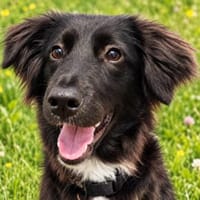 Yumi sucht ihren Traumplatz, Hündin zur Adoption