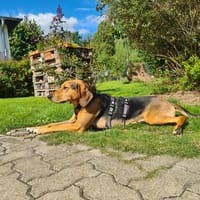 Malou  Eine Hündin mit ganz viel Herz, Hündin zur Adoption