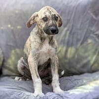 Pippi -  wurde mit Anika einfach ausgesetzt, Hündin zur Adoption