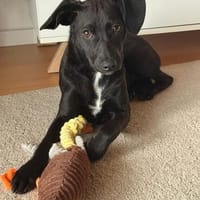 🐾❤ Molli sucht ihr Für-immer-Zuhause! ❤🐾, Hündin zur Adoption