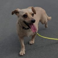 Lambada, Hündin zur Adoption