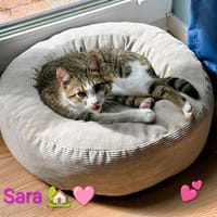 Katze Sara sucht ein Zuhause, Katze zur Adoption