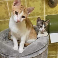 Nefeli & Orion suchen gemeinsam ein Zuhause, Kater zur Adoption