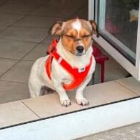 Sarita sucht ihr Für-immer-Zuhause (C), Hündin zur Adoption