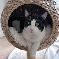 Bergamo möchte zu Ihnen gehören, Kater zur Adoption