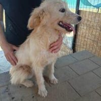 Menke 40 cm (Pflegestelle), Hündin zur Adoption