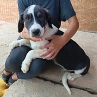 Costa 39 cm (Sep 26) Pflegestelle, Hund zur Adoption