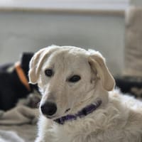 Liebe Ata sucht Zuhause, Hündin zur Adoption