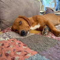 Unser Herzensbube Bando sucht seine Familie fürs Leben, Hund zur Adoption