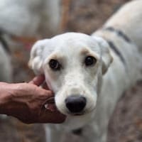 Maili ist eine so liebe, sanfte Seele!, Hündin zur Adoption
