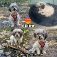 Elika hat ein freundliches Wesen und ist stets gut gelaunt, Hündin zur Adoption