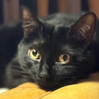 Nora sucht liebevolles Zuhause, Katze zur Adoption
