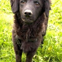 Jack, Hund zur Adoption