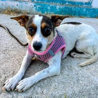Guinda - Schmusemaus sucht ihr Zuhaus, Hündin zur Adoption