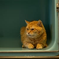 Tevrik, chat à adopter