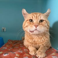 Tevrik, chat à adopter