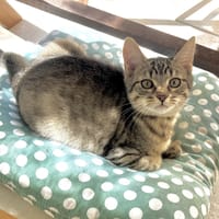 KEIJO PAB29239, chat à adopter