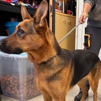 THALIA, chienne à adopter