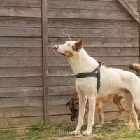 MILKA, chien à adopter