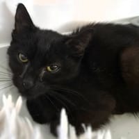 VEGAS, chatte à adopter