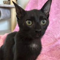 Noireau [Chaton], chat à adopter